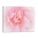 Bonitas Flores Rosas Iii - Paul McCreery | Cuadro decorativo de Canvas Lab