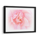 Bonitas Flores Rosas Iii - Paul McCreery | Cuadro decorativo de Canvas Lab