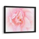 Bonitas Flores Rosas Iii - Paul McCreery | Cuadro decorativo de Canvas Lab