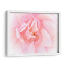 Bonitas Flores Rosas Iii - Paul McCreery | Cuadro decorativo de Canvas Lab