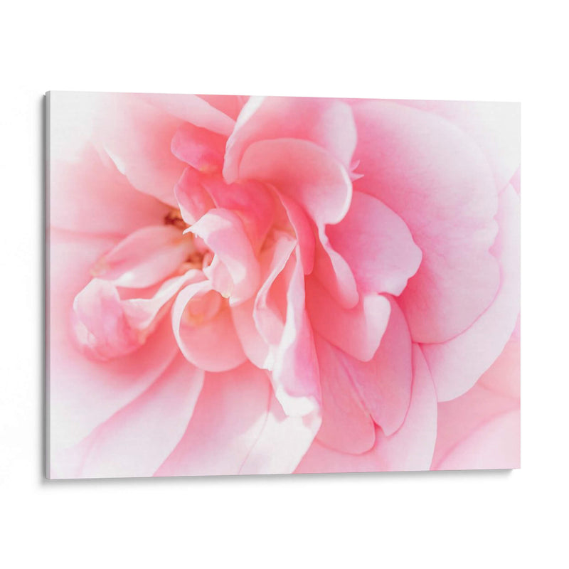 Basas Floraciones Rosas Iv - Paul McCreery | Cuadro decorativo de Canvas Lab