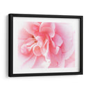 Basas Floraciones Rosas Iv - Paul McCreery | Cuadro decorativo de Canvas Lab