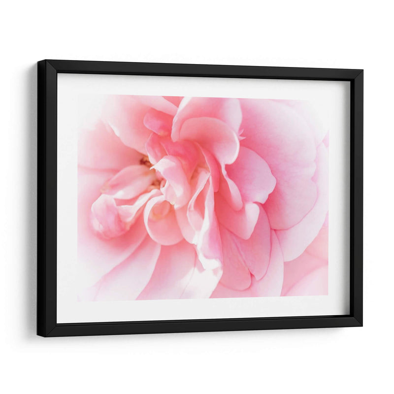 Basas Floraciones Rosas Iv - Paul McCreery | Cuadro decorativo de Canvas Lab