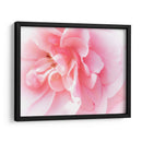 Basas Floraciones Rosas Iv - Paul McCreery | Cuadro decorativo de Canvas Lab