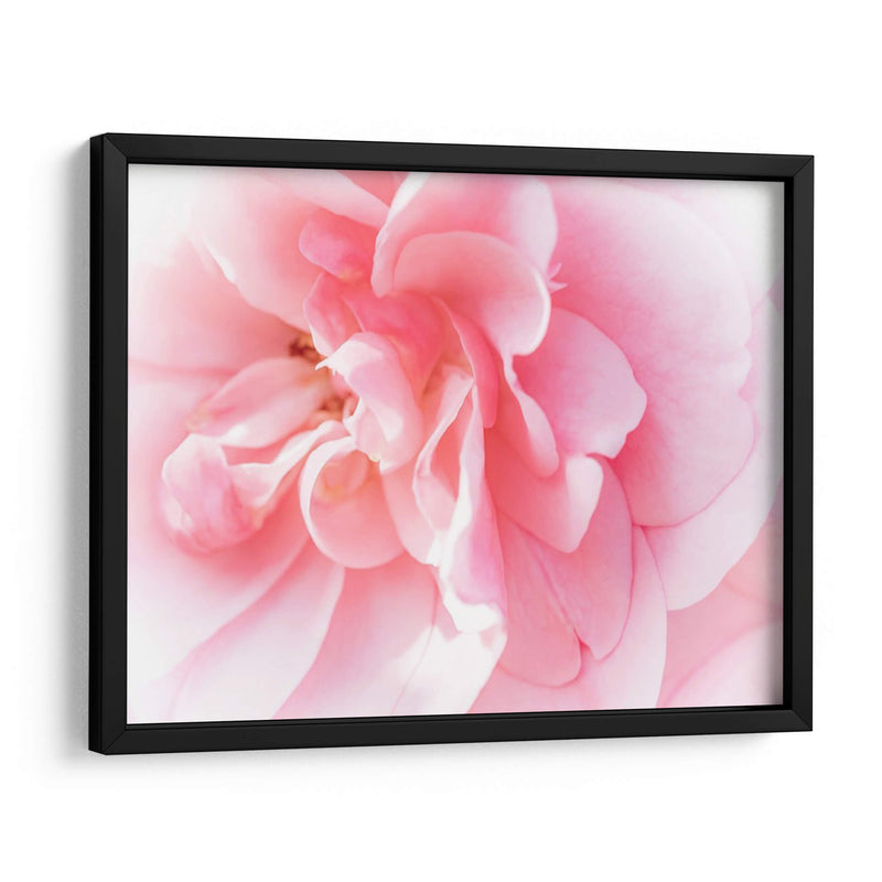 Basas Floraciones Rosas Iv - Paul McCreery | Cuadro decorativo de Canvas Lab