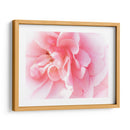 Basas Floraciones Rosas Iv - Paul McCreery | Cuadro decorativo de Canvas Lab