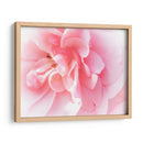 Basas Floraciones Rosas Iv - Paul McCreery | Cuadro decorativo de Canvas Lab