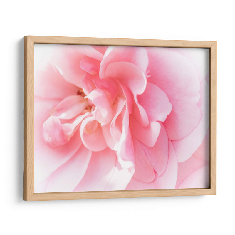 Basas Floraciones Rosas Iv - Paul McCreery | Cuadro decorativo de Canvas Lab