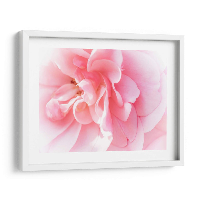 Basas Floraciones Rosas Iv - Paul McCreery | Cuadro decorativo de Canvas Lab