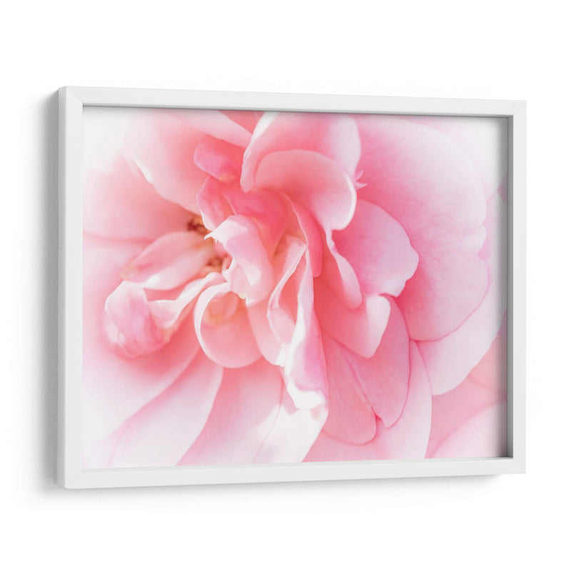 Basas Floraciones Rosas Iv - Paul McCreery | Cuadro decorativo de Canvas Lab