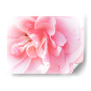 Basas Floraciones Rosas Iv - Paul McCreery | Cuadro decorativo de Canvas Lab