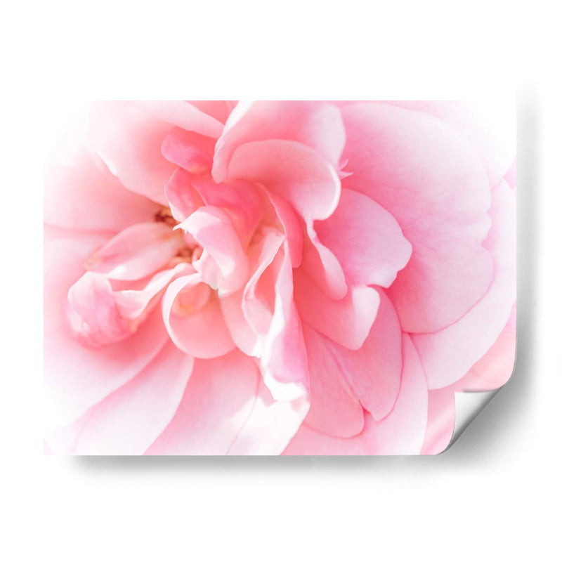 Basas Floraciones Rosas Iv - Paul McCreery | Cuadro decorativo de Canvas Lab