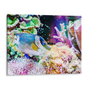 Reef Vibrante Iii - Paul McCreery | Cuadro decorativo de Canvas Lab