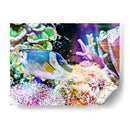 Reef Vibrante Iii - Paul McCreery | Cuadro decorativo de Canvas Lab