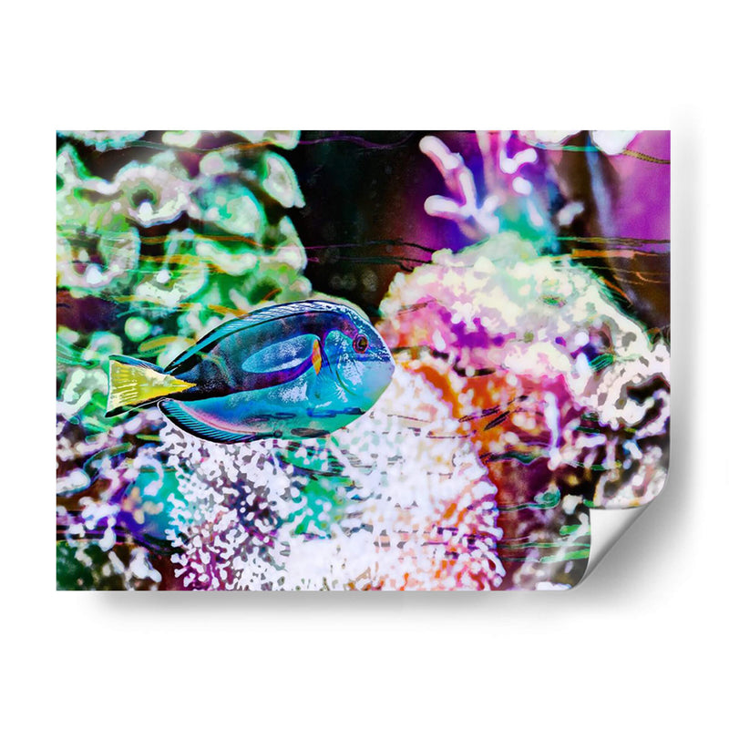 Reef Vibrante Vi - Paul McCreery | Cuadro decorativo de Canvas Lab