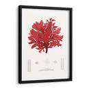 Pegajoso Algas I - Vision Studio | Cuadro decorativo de Canvas Lab