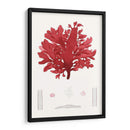 Pegajoso Algas I - Vision Studio | Cuadro decorativo de Canvas Lab