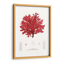 Pegajoso Algas I - Vision Studio | Cuadro decorativo de Canvas Lab
