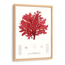 Pegajoso Algas I - Vision Studio | Cuadro decorativo de Canvas Lab