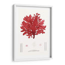 Pegajoso Algas I - Vision Studio | Cuadro decorativo de Canvas Lab