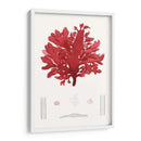 Pegajoso Algas I - Vision Studio | Cuadro decorativo de Canvas Lab