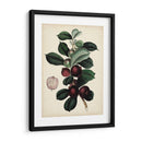Follaje Antiguo Y Fruta I - Vision Studio | Cuadro decorativo de Canvas Lab