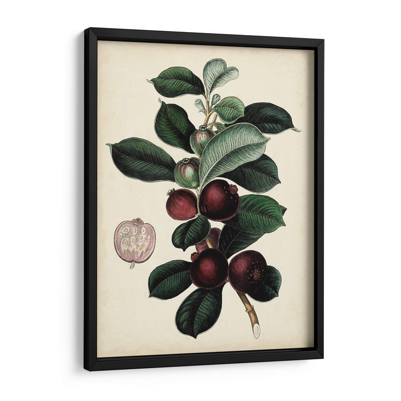 Follaje Antiguo Y Fruta I - Vision Studio | Cuadro decorativo de Canvas Lab