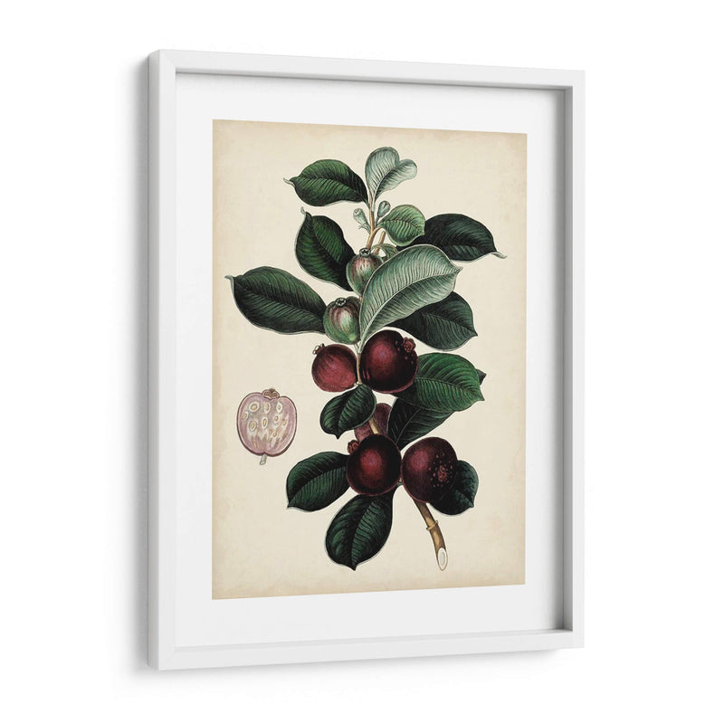 Follaje Antiguo Y Fruta I - Vision Studio | Cuadro decorativo de Canvas Lab