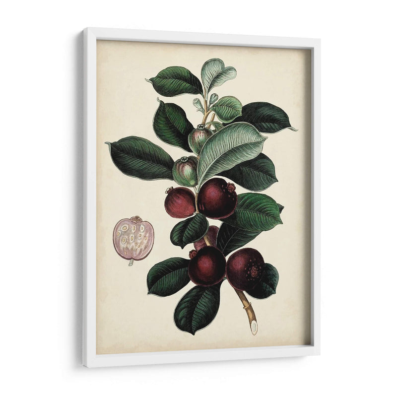 Follaje Antiguo Y Fruta I - Vision Studio | Cuadro decorativo de Canvas Lab