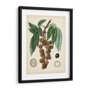 Follaje Antiguo Y Fruta Iii - Vision Studio | Cuadro decorativo de Canvas Lab