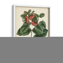 Follaje Antiguo Y Fruta Iv - Vision Studio | Cuadro decorativo de Canvas Lab