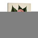 Follaje Antiguo Y Fruta V - Vision Studio | Cuadro decorativo de Canvas Lab