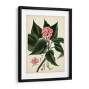 Follaje Antiguo Y Fruta V - Vision Studio | Cuadro decorativo de Canvas Lab