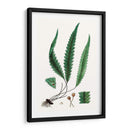 Follaje De Helecho V - Vision Studio | Cuadro decorativo de Canvas Lab