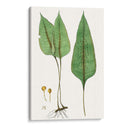 Follaje Helecho Vi - Vision Studio | Cuadro decorativo de Canvas Lab