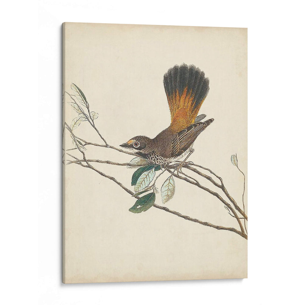 Pájaros Elegantes Ii - Vision Studio | Cuadro decorativo de Canvas Lab