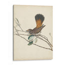 Pájaros Elegantes Ii - Vision Studio | Cuadro decorativo de Canvas Lab