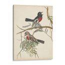 Aves Agraciadas Iv - Vision Studio | Cuadro decorativo de Canvas Lab