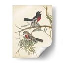 Aves Agraciadas Iv - Vision Studio | Cuadro decorativo de Canvas Lab