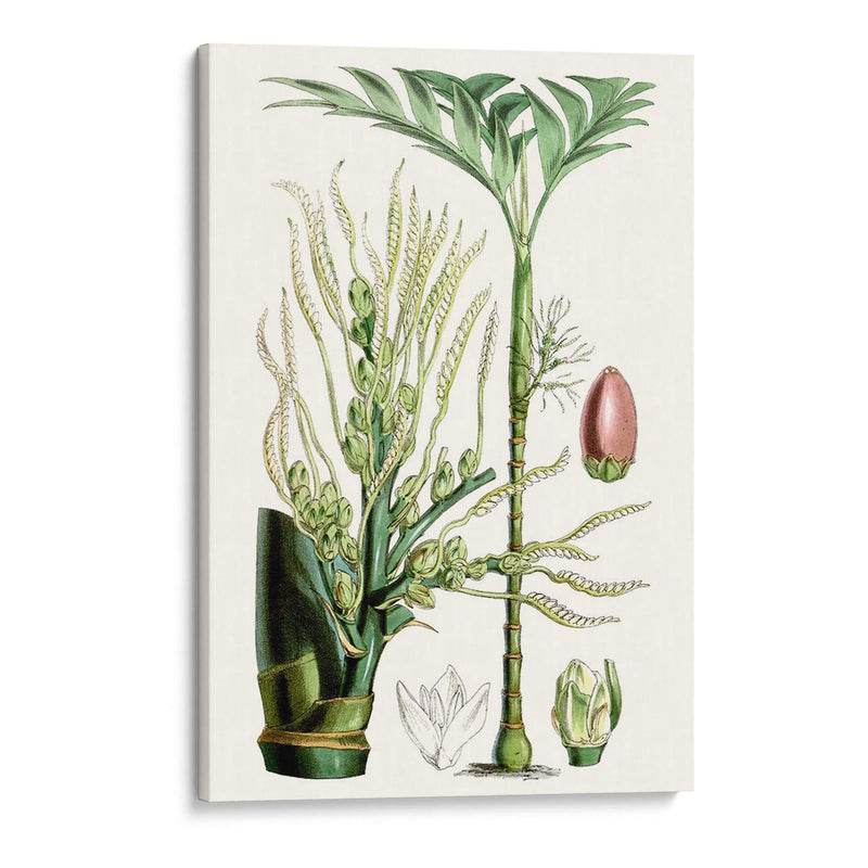 Plantas Tropicales Iii - Curtis | Cuadro decorativo de Canvas Lab