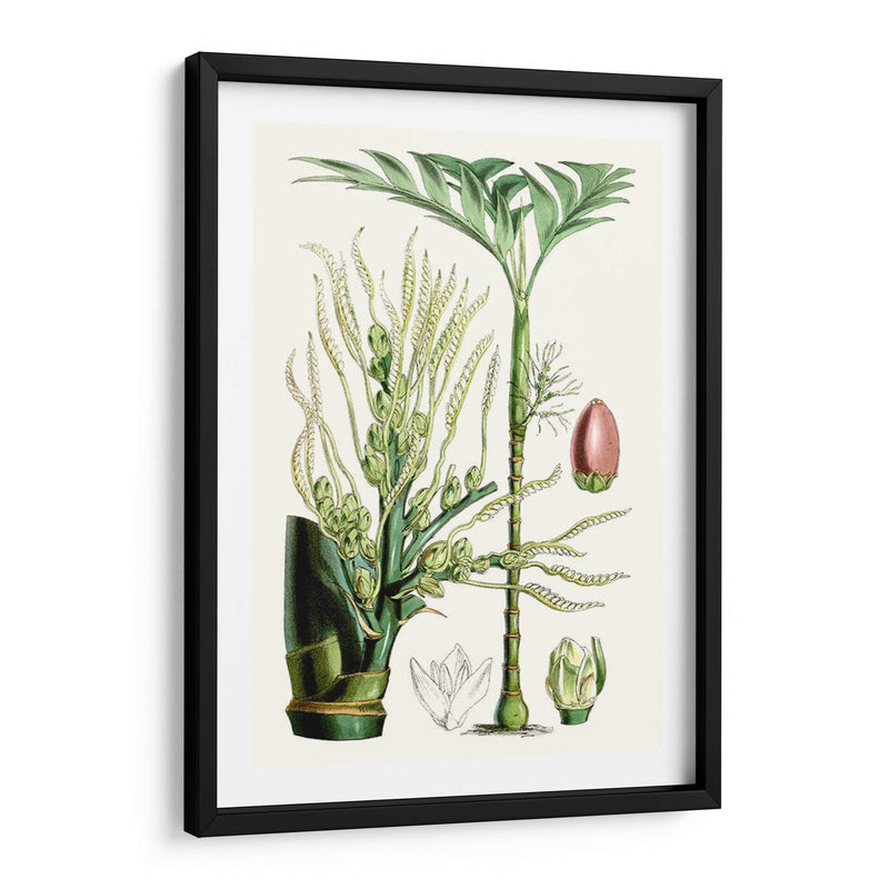 Plantas Tropicales Iii - Curtis | Cuadro decorativo de Canvas Lab