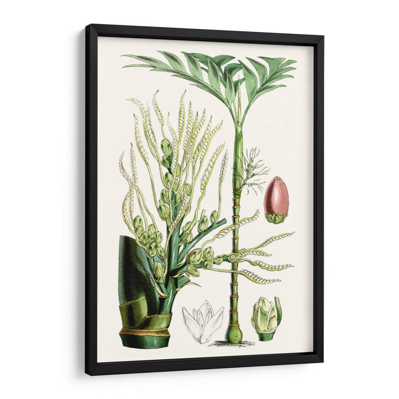 Plantas Tropicales Iii - Curtis | Cuadro decorativo de Canvas Lab