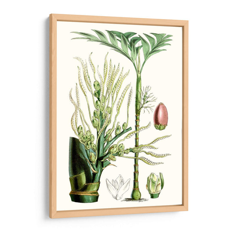 Plantas Tropicales Iii - Curtis | Cuadro decorativo de Canvas Lab