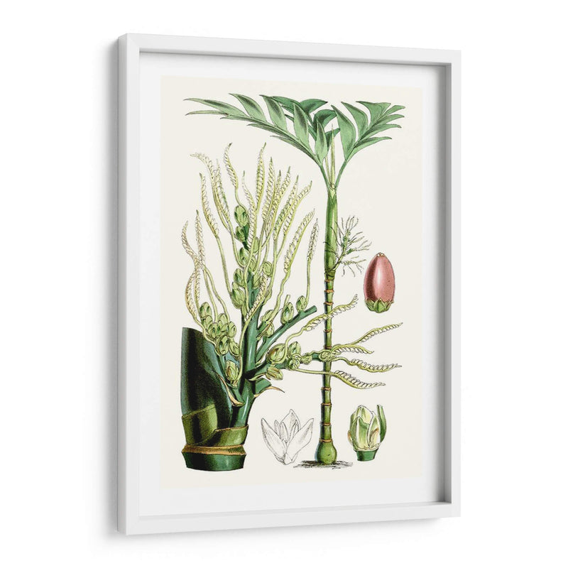 Plantas Tropicales Iii - Curtis | Cuadro decorativo de Canvas Lab