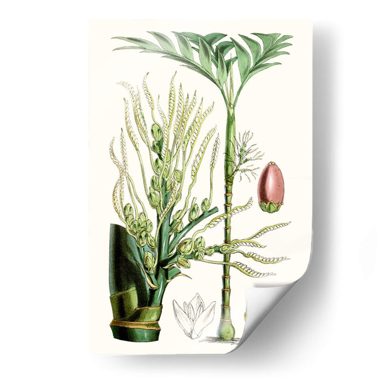 Plantas Tropicales Iii - Curtis | Cuadro decorativo de Canvas Lab