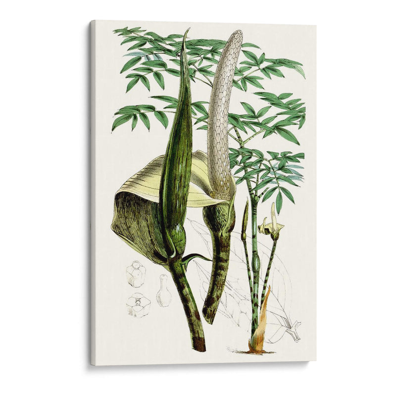 Plantas Tropicales Iv - Curtis | Cuadro decorativo de Canvas Lab