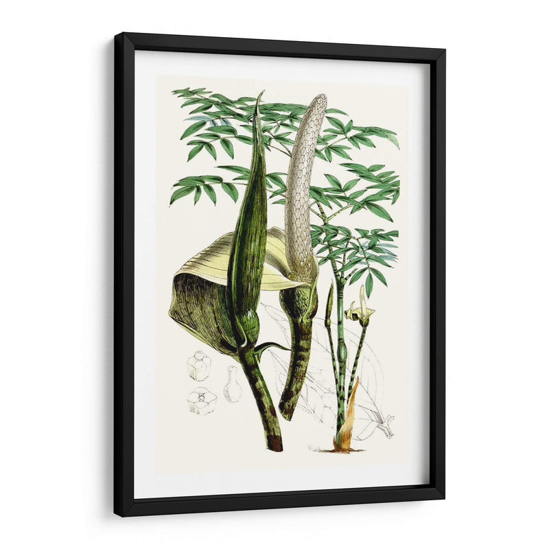 Plantas Tropicales Iv - Curtis | Cuadro decorativo de Canvas Lab