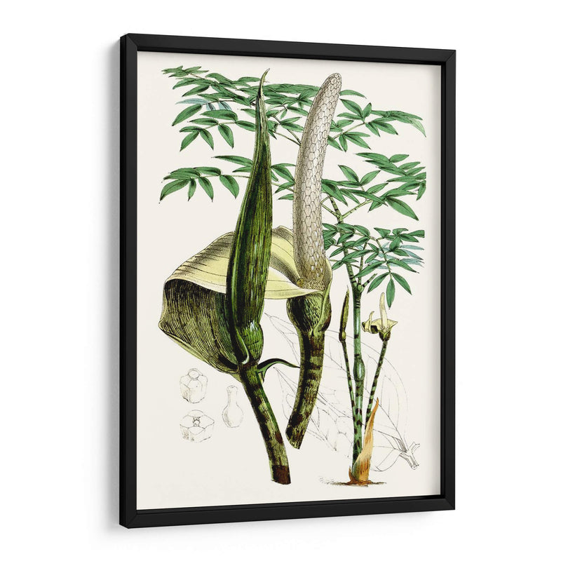 Plantas Tropicales Iv - Curtis | Cuadro decorativo de Canvas Lab