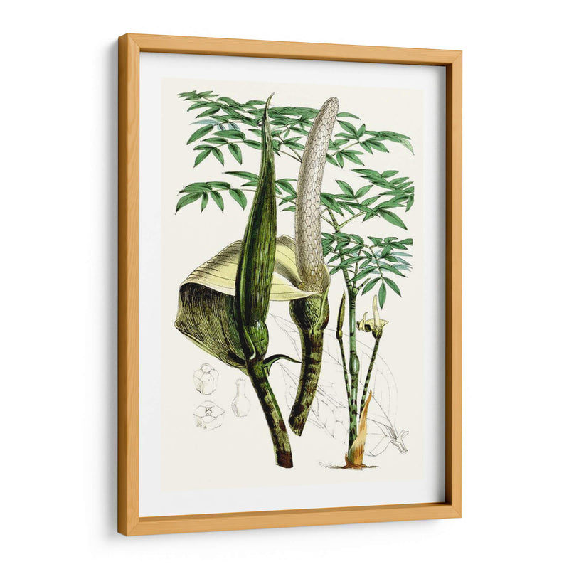 Plantas Tropicales Iv - Curtis | Cuadro decorativo de Canvas Lab