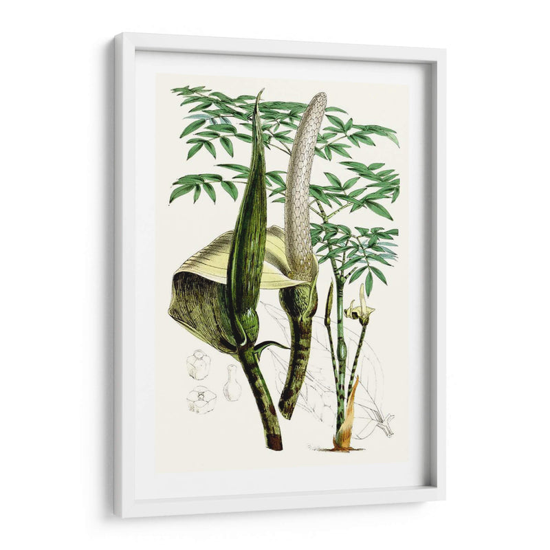 Plantas Tropicales Iv - Curtis | Cuadro decorativo de Canvas Lab